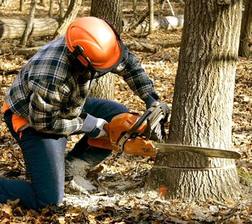 Tree Removal in Horse Shoe, NC